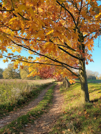 Dirt path through autumn trees with vibrant orange leaves under clear blue sky.の写真素材