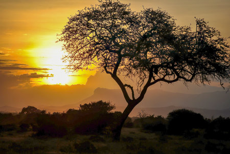 Silhouette of an acacia tree against a vivid African sunset with glowing sky and distant hills.の写真素材