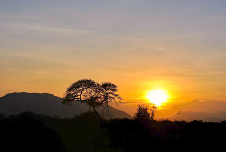 African savanna landscape with a lone acacia tree at sunset, warm orange sky and soft silhouette of distant hills.の写真素材