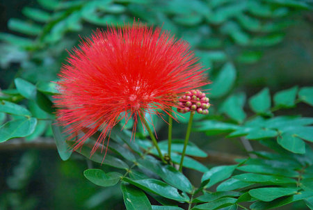 Bright red powder puff flower (Calliandra haematocephala) blooming among green leaves, close-up macro shot.の写真素材