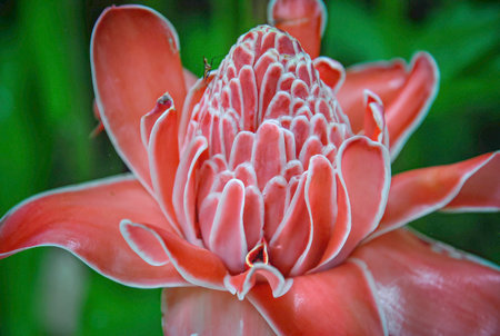 Pink torch ginger flower (Etlingera elatior) in full bloom, close-up detail with green blurred background.の写真素材