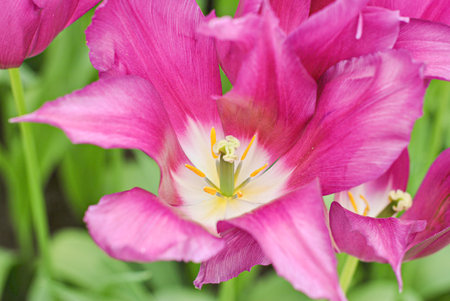 Close-up of blooming pink tulip flower with white and yellow center.の写真素材