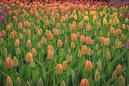 Field of colorful tulip buds in early bloom, forming a natural gradient of yellow, orange, and red hues in spring.の写真素材