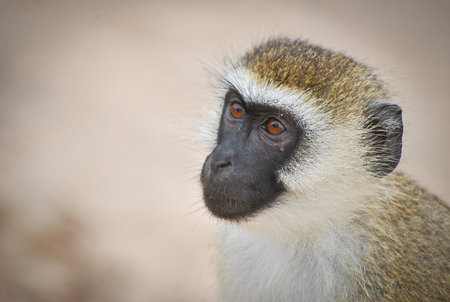 Portrait of a vervet monkey with a black face and expressive brown eyes, looking thoughtfully to the side.の写真素材