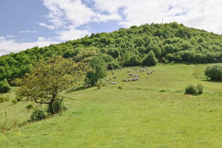 Flock of sheep grazing on a green hillside meadow surrounded by lush trees under a partly cloudy blue sky.の写真素材