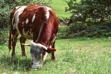 Horned cow grazing on a green summer meadow with wildflowers, wearing a metal chain halter.の写真素材