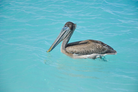 Brown pelican floating on turquoise sea water on a sunny day. Side view of the bird in calm, clear ocean.の写真素材