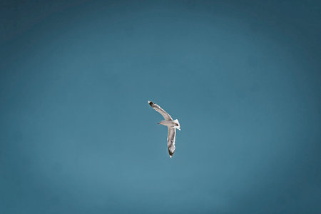 Seagull flying alone in a clear blue sky, wings spread wide in mid-flight.の写真素材