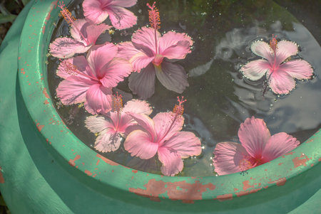 Pink hibiscus flowers floating in a round, weathered green basin filled with water, lit by soft sunlight.の写真素材