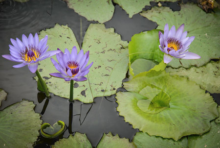 Three blooming purple water lilies with yellow centers rising above lily pads in calm, dark water.の写真素材