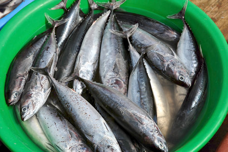 Close-up of freshly caught tuna fish submerged in water in a green plastic container at a seafood market.の写真素材