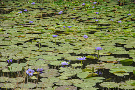 A pond full of green lily pads with blooming purple water lilies scattered across the surface.の写真素材