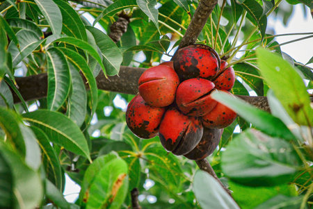 Cluster of red and black tropical fruits hanging from a tree branch, surrounded by lush green leaves in natural daylight.の写真素材