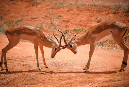 Two antelopes fighting on dry red soil in wildlife reserve.
