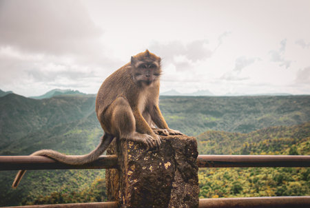 Wild monkey sitting on a stone post with scenic mountain forest in the background.の写真素材