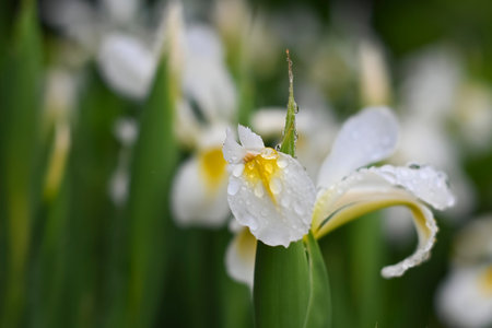 Close-up of a white iris flower with yellow center, covered in raindrops, surrounded by blurred...