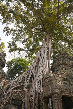 Massive tree with sprawling roots growing over ancient temple ruins in Ta Prohm, Angkor, Cambodia.の写真素材