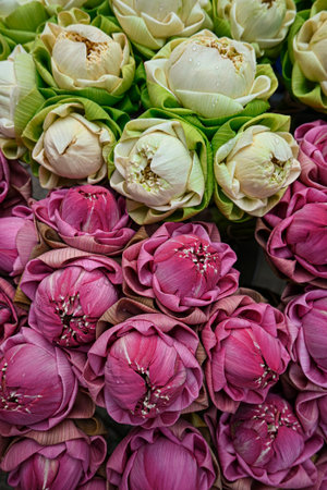 Bundles of pink and white lotus flowers with folded petals, arranged closely together for sale, some with water droplets.の写真素材