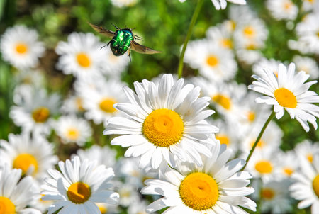 Metallic green beetle in flight above blooming white daisies with yellow centers in a summer gardenの写真素材