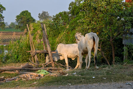 Two white cows standing by a wooden structure in a rural setting, surrounded by green vegetation and farmland.の写真素材