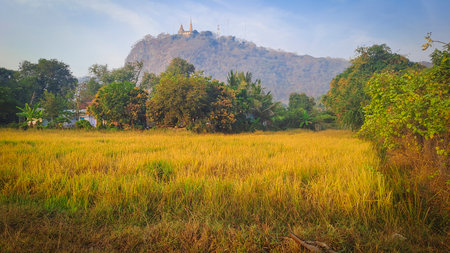 Golden rice field in Banan District, Battambang Province, Cambodia, with lush tropical trees and Phnom Banan hill temple in the background at sunrise.の写真素材