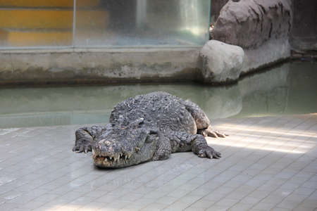 crocodileの写真素材