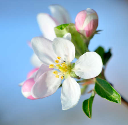 Apple Blossomの写真素材