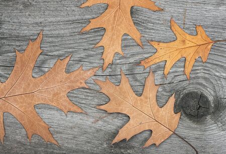 Oak leaves on wooden plankの写真素材