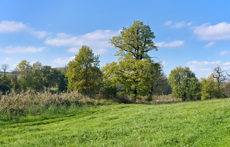Autumn landscape - meadow.の写真素材