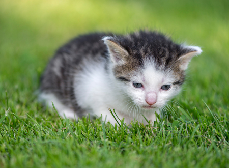 Little baby kittyの写真素材