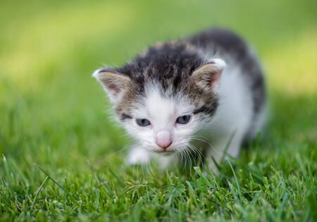 Little baby kittyの写真素材