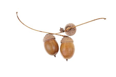 Acorns isolated on white.の写真素材