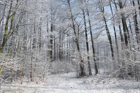 Snowy forest in winterの写真素材