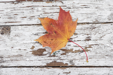 Autumn maple leaf on wooden. Top view.