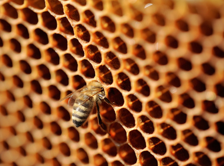 Bee work on honeycomb.の写真素材