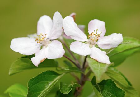 Apple Blossomの写真素材
