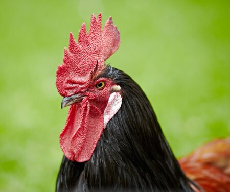 roster headの写真素材