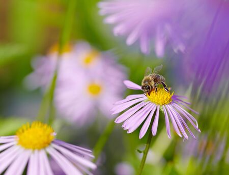 Bee on Aster flowerの写真素材
