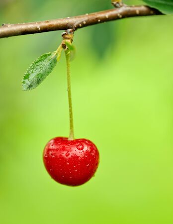 Cherry hanging on a cherry tree branch.の写真素材