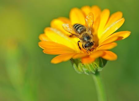 Bee on Marigold