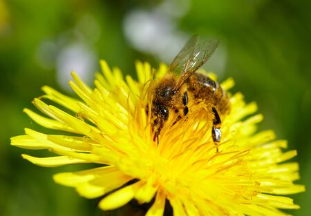Bee on yellow dandelion.の写真素材