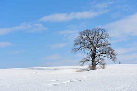 lonely treeの写真素材