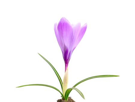 Crocus isolated on whiteの写真素材