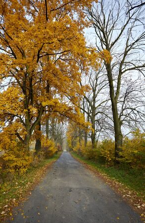 autumn roadの写真素材