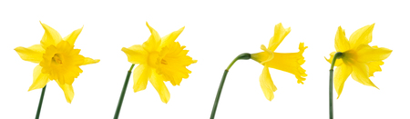 Jonquils isolated on white.の写真素材