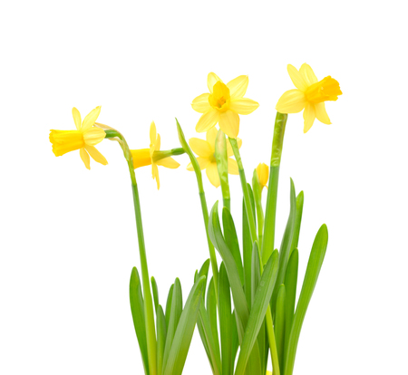 Jonquil isolated on white.の写真素材