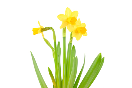Jonquil isolated on white.の写真素材