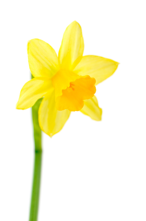 Jonquil isolated on white.の写真素材