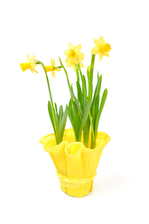 Jonquil isolated on white.の写真素材