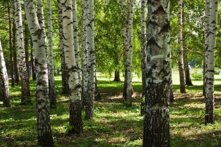 Shady birchwood in park
